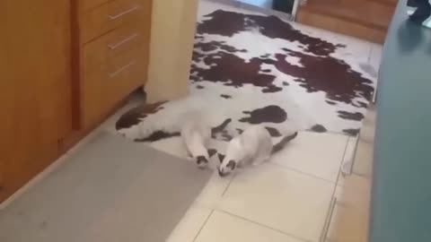 Funny Animal Videos 2023 😂 Funniest Cats And Dogs Video 😺😍.......