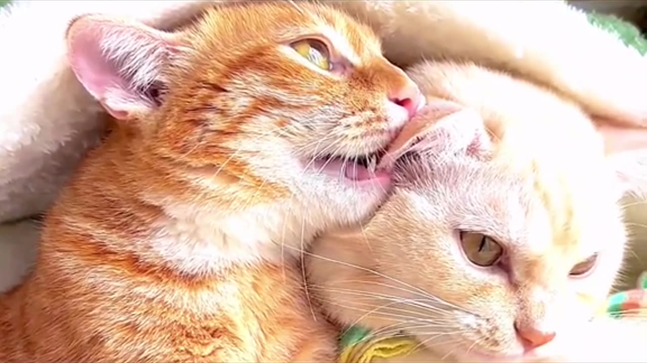 Two cats loves video **Male cat and female cat love video amazing***