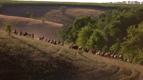 Large group of horses runs. Herd and men on horses