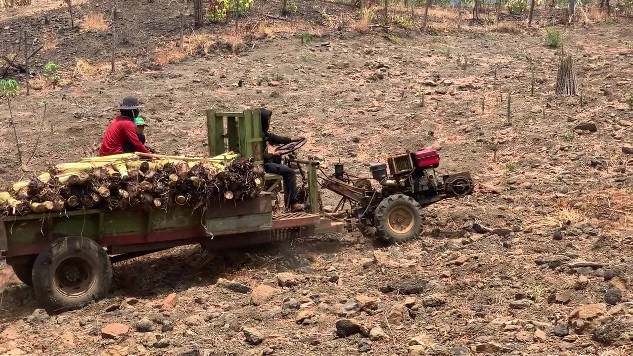 Agricultural vehicle carrying banana trees