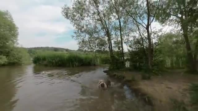 3 pitbulls verry hipper into water