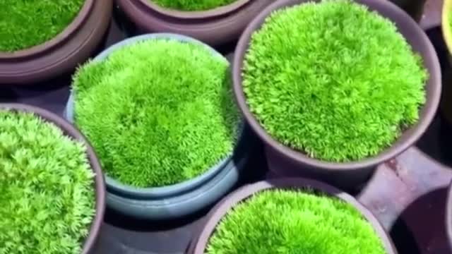 It makes me happy to see these plants
