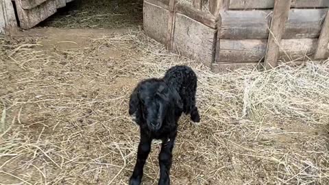 Newborn ram screaming baa