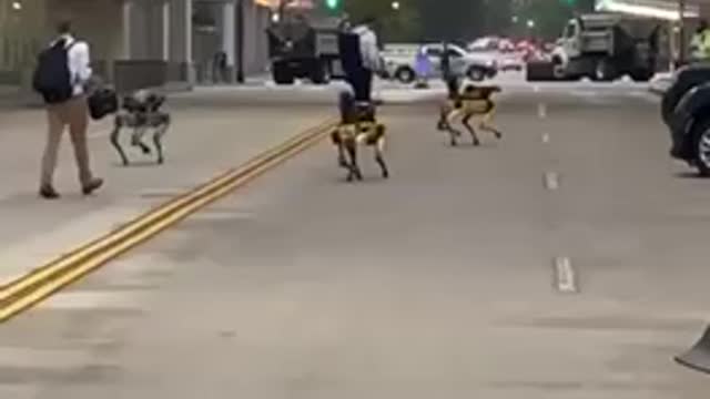 ROBOT DOGS SPOTTED IN D.C.