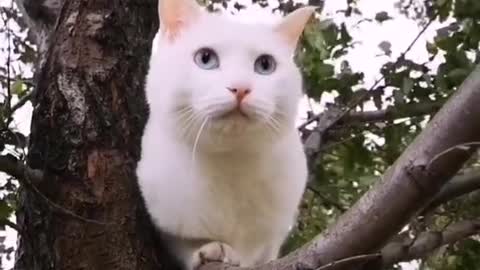 Cute pet's daily funny life! I didn't expect cats to be so cute!