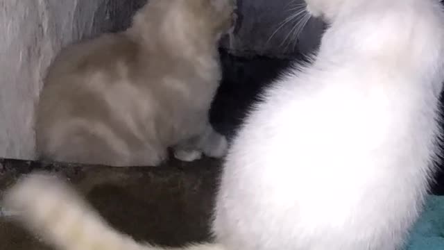 funny cat
