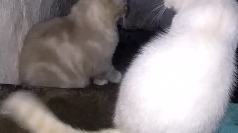 funny cat
