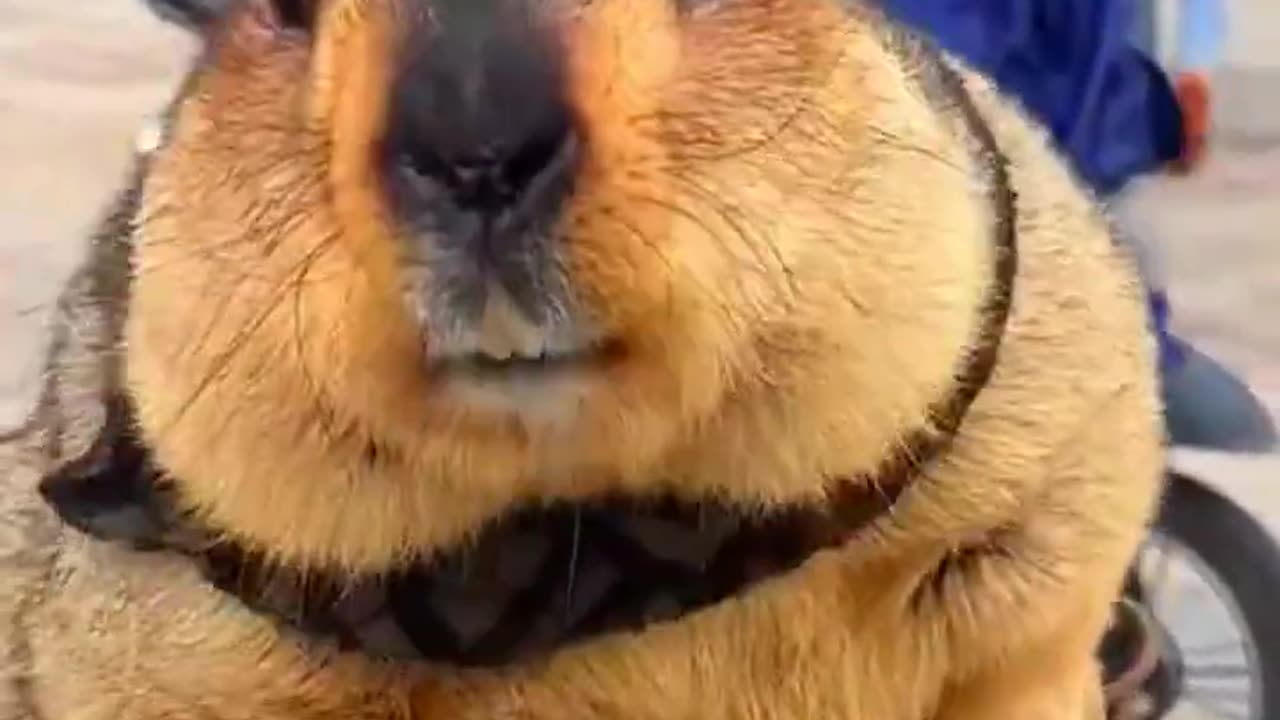 Cute Wild animal bobak marmot or prairie