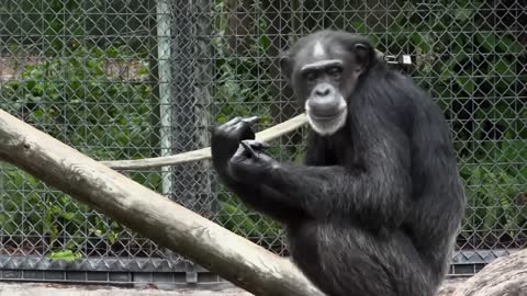 Chimpanzee at Zoo