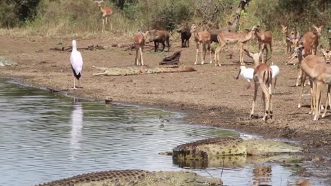 Thirsty impala risk it all in to drink water