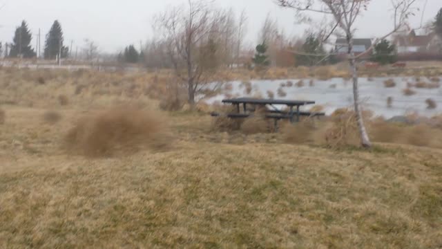 Insane. The temp dropped 19 F in as many minutes and there had to be thousands of Tumbleweeds.