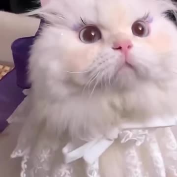The most beautiful cat in the world ~ Try Not Laugh