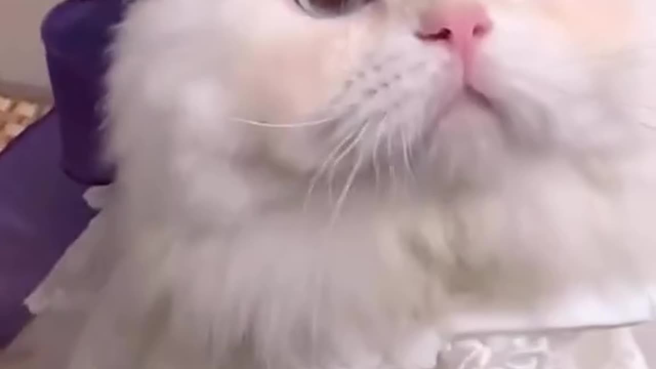 The most beautiful cat in the world ~ Try Not Laugh