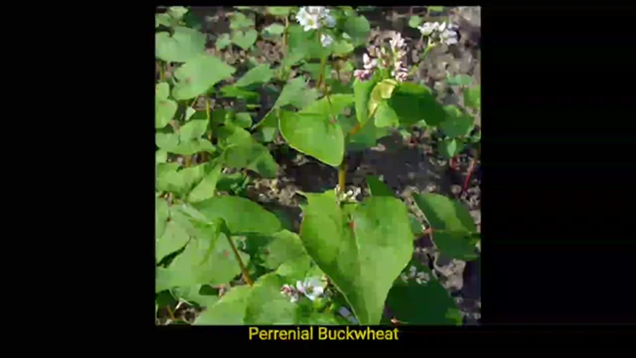 Indigenous plants of Nagaland. India