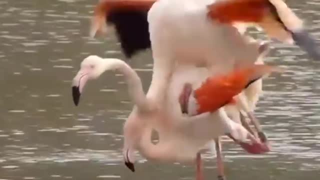 Flamingo mating :Flamingo sound