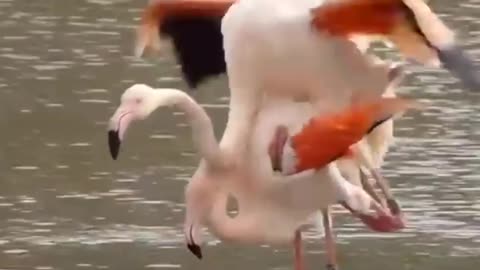 Flamingo mating :Flamingo sound