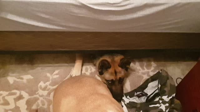 Lyrics trapped under the bed