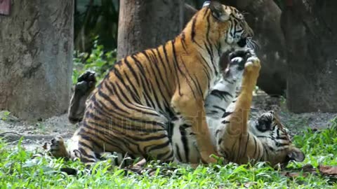 Mother tiger playing with her son. Tiger video.