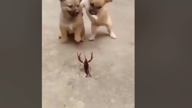 Two dogs with a very strange scorpion