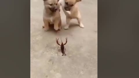 Two dogs with a very strange scorpion