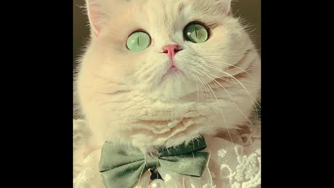 Beautiful green eyes Cat