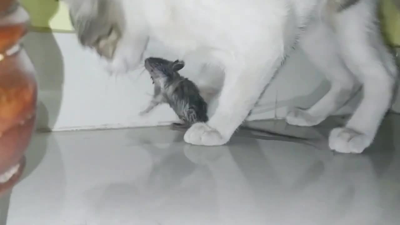 CAT EATS MOUSE ALIVE | RAT EATEN BY CAT