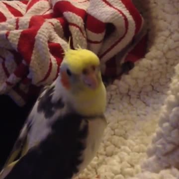 Cacatúa imita el ringtone de iPhone a la perfección