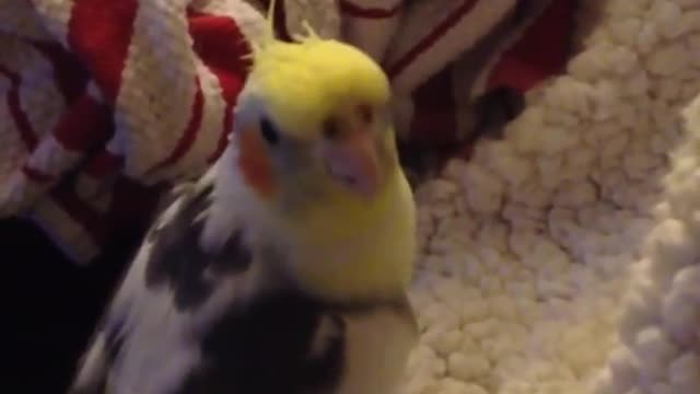 Cacatúa imita el ringtone de iPhone a la perfección