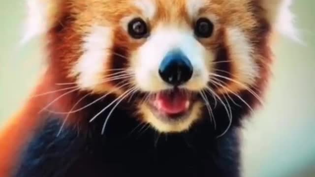 Only 1 year left 😥 #redpanda #savetheworld