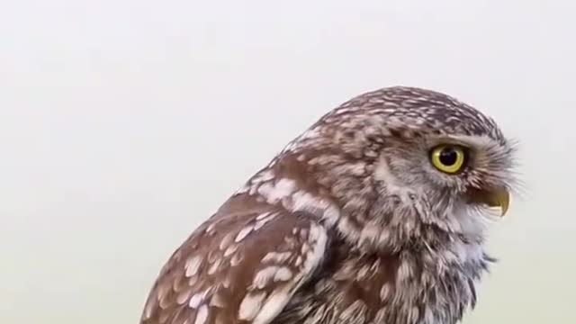The eagle