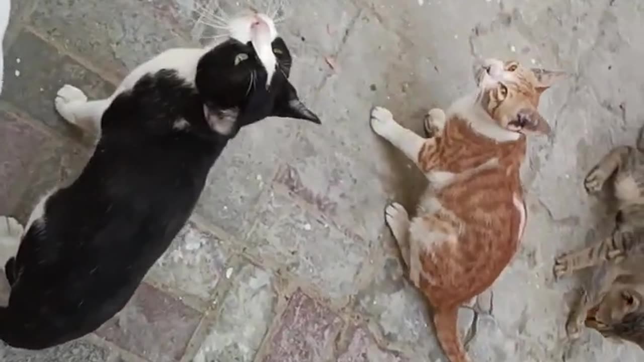 Hungry Stray Cats Fighting | Cute cats | Cats videos | Cute cats videos