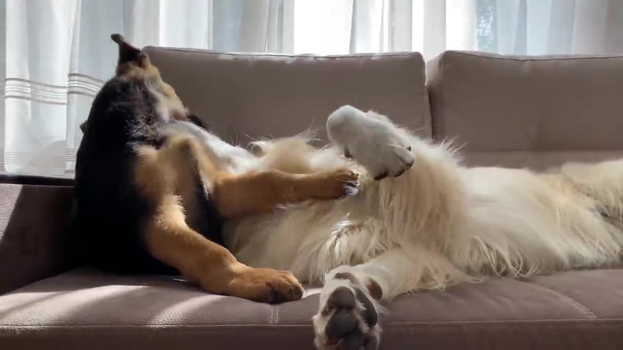 How the Golden Retriever and the German Shepherd Became Best Friends [Compilation]