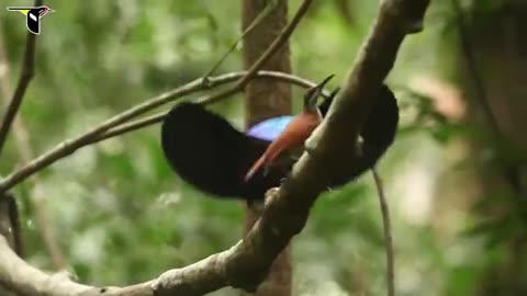 Beautiful bird of paradise video