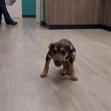 He really did the 🦗🦟