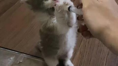 Feeding small kitty. (Follow me)