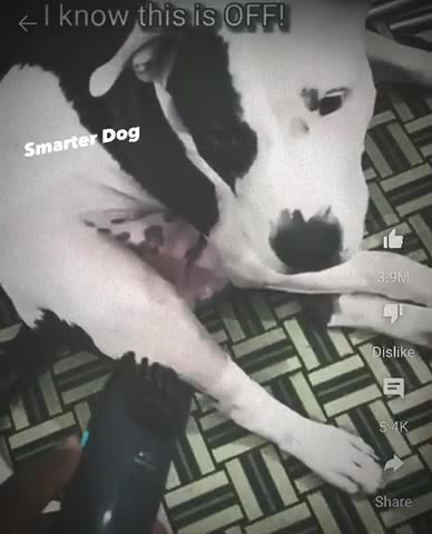 My Dog is Smarter than Husky and Chihuahua 😍