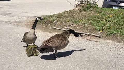 Canada goose vs hawk