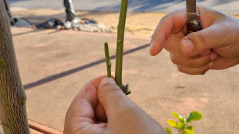 Bud Grafting Lemon Tree