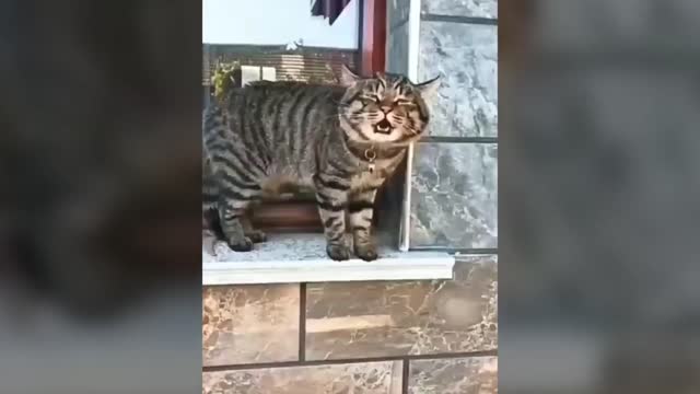 Katzen, die sprechen!! Diese Katzen können besser Englisch als Hooman