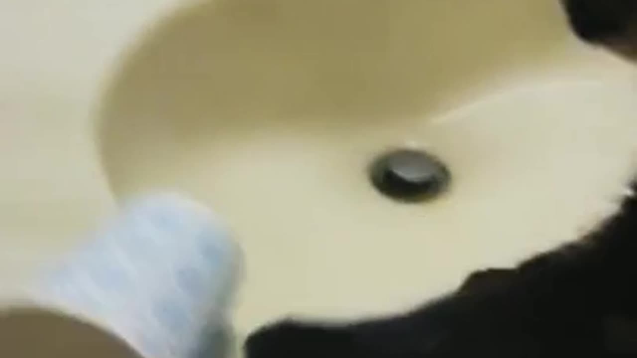 Funny animals