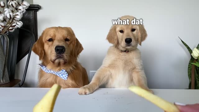 Dog Reviews Food With Baby Puppy | Tucker Taste Test 20