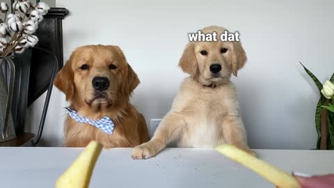 Dog Reviews Food With Baby Puppy | Tucker Taste Test 20