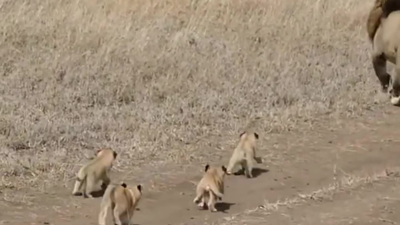 "Little Lion's Big Day: Meeting Daddy in the Savanna