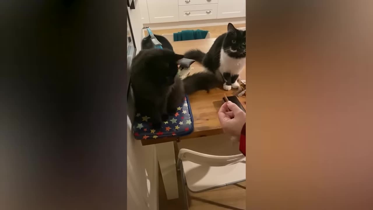 funny cats