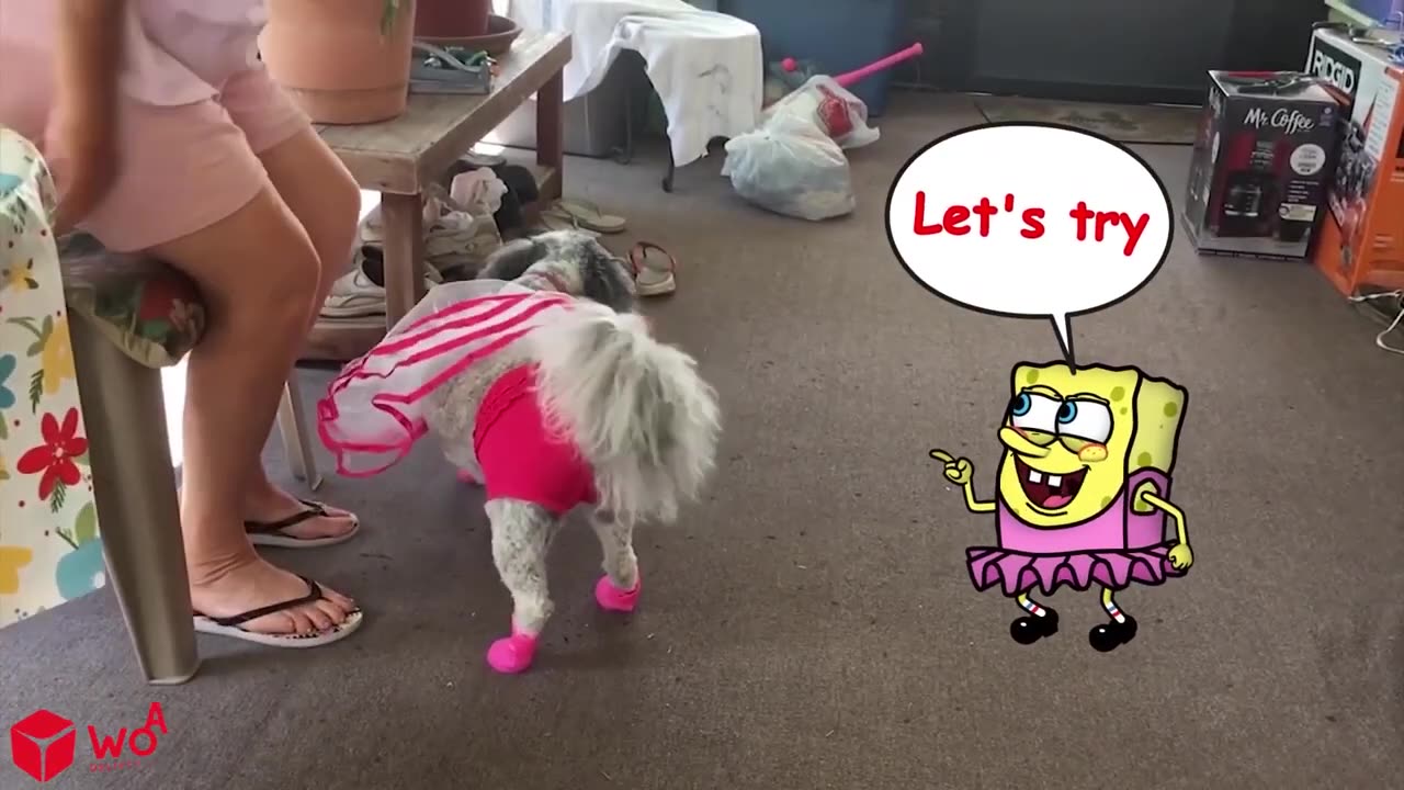 Funny Animal Videos 2023 😇 - Funniest Dogs and Cats Videos 😁 Spongebob in Real Life _ Woa Doodles