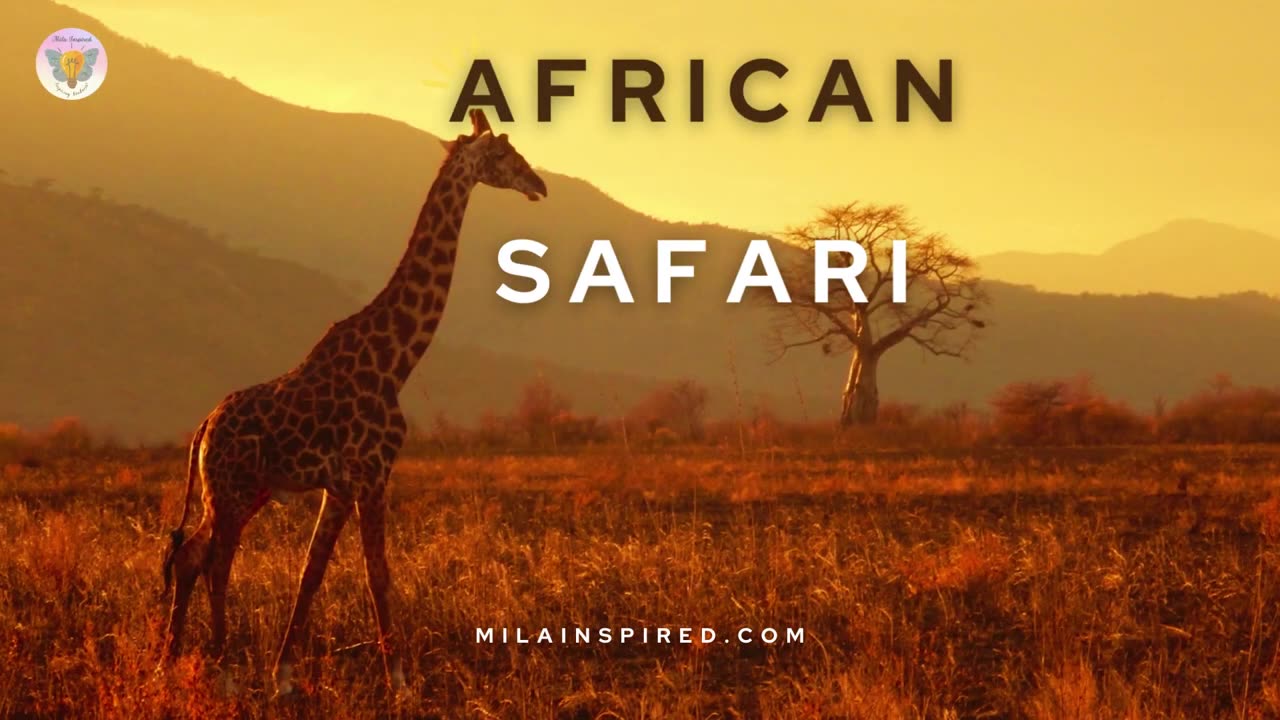 animals video | SCENIC WILDLIFE AFRICAN Video