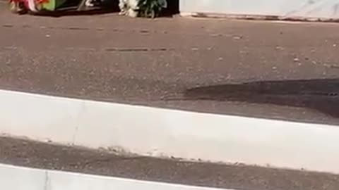 Digjen kurorat në varrezat e dëshmorëve Shkoder