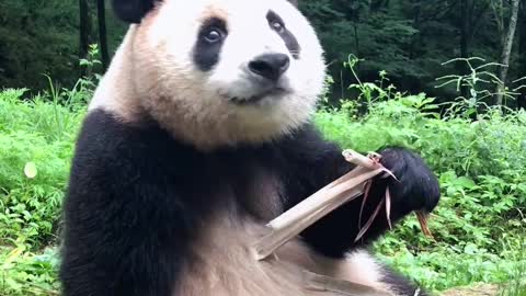 Panda:Spring is here, it's time to eat bamboo shoots