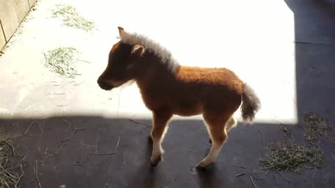 Baby miniature horse chasing me