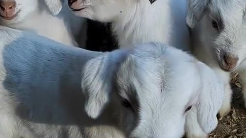 cute goat babies